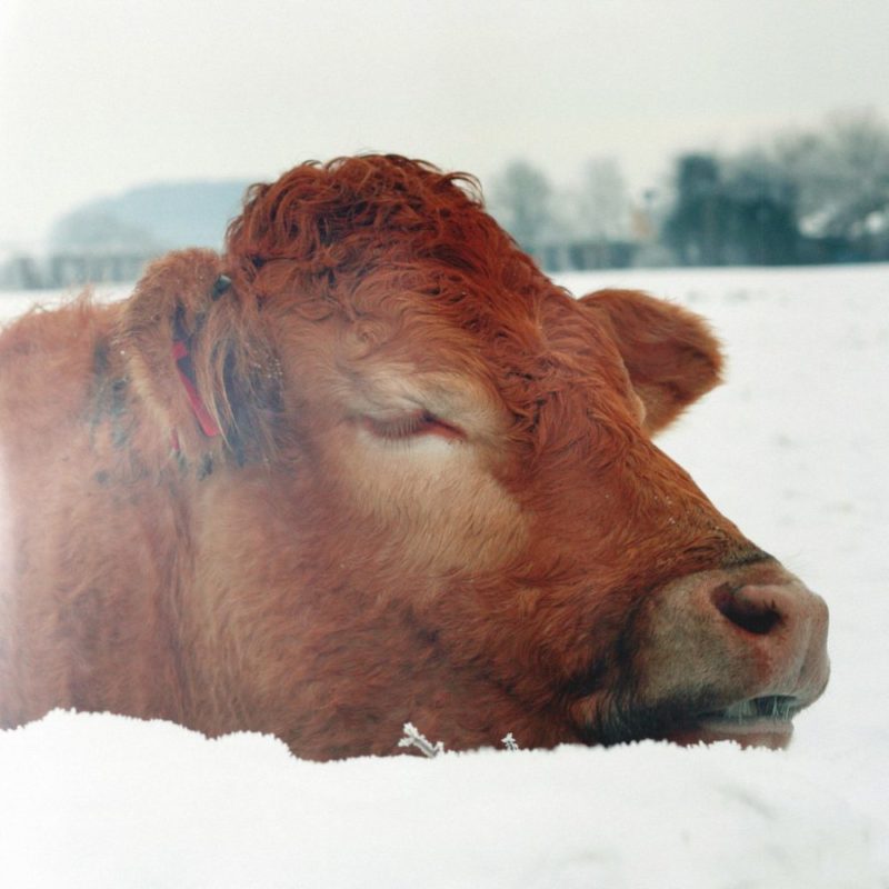 cold-cow-winter-snow-Favim.com-472549