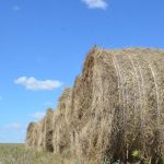 🌾 В Актюбинской области к зимнему сезону заготовлено более 2 миллионов тонн кормов для скота