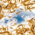 Казахстан собрал 24,3 млн тонн зерна   Казахстан собрал 24,3 млн тонн зерна