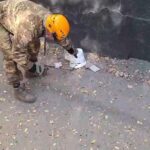 Гадюка ползала возле вокзала